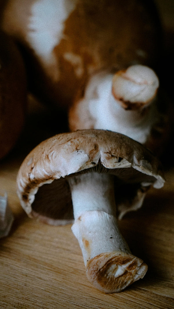 Reishi